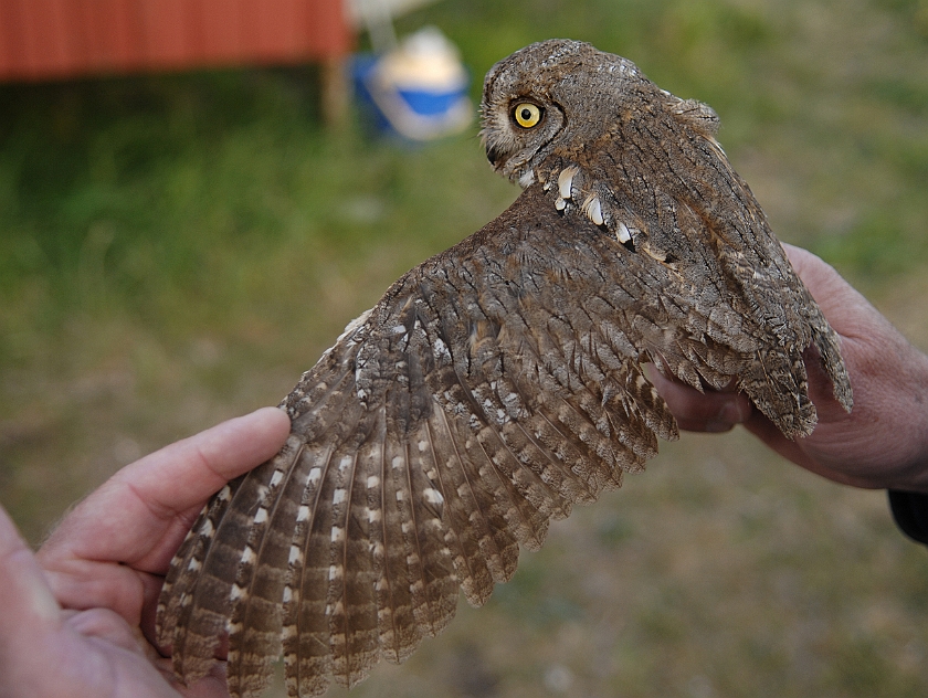 European Scops Owl, Sundre 20110531